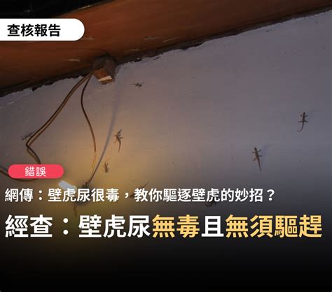 壁虎大便|【錯誤】網傳「壁虎的尿液毒性很大且嚴重時會使皮膚潰爛，眼睛。